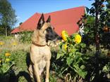 Grey, Dych severu