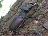 U nás je veľa starých hrušiek, ktoré obľubuje Roháč veľký (Lucanus cervus).