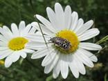 Chlpáčik obyčajný (Tropinota hirta) na Magaréte bielej (Leucanthemum vulgare).