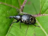 Tvrdoň deväťsilový (Liparus glabrirostris).