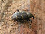 Tvrdoň smrekový (Hylobius abietis).