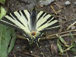 Vidlochvost ovocný (Iphiclides podalirius), aj keď máme dostatok ovocných stromov, obľubuje pažítku.