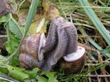 Slimák záhradný (Helix pomatia), niekedy kto z koho.