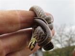 Užovka obojková (Natrix natrix) odlovená mačkou.