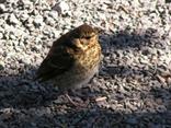 Drozd plavý (Turdus philomelos) mláďa.