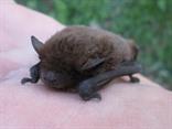 Večernica malá (Pipistrellus pipistrellus) ukrytá v starom senníku, stahovanie kvôli mačkám.