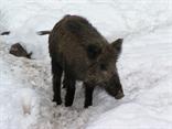 Po zotmení vychádzajú čierni rytieri, Diviak lesný (Sus scrofa).