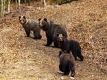 Čoraz častejšie je vidieť jednotlivo, alebo aj takéto skupinky Medveďa hnedého (Ursus arctos).