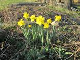 Kvetinová hriadka pod čerešňami (narcis).